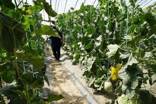 西林吃瓜视频,揭秘娱乐圈幕后故事