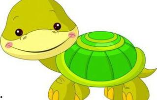 小乌龟吃佛手瓜视频教程,视频教程带你解锁美味新技能