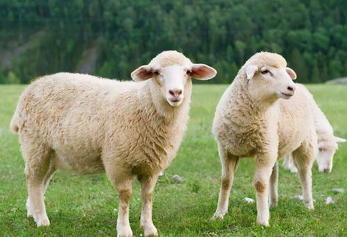 三只羊吃瓜外网视频