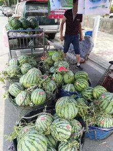 贵州遵义吃瓜事件真相视频,揭秘背后真相与网络舆论风暴