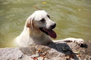 吃哈密瓜的狗视频,萌态十足，网友直呼可爱爆表