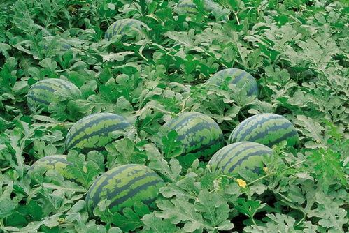 这个季节吃茄瓜好吗视频,茄瓜的时令美味与营养益处