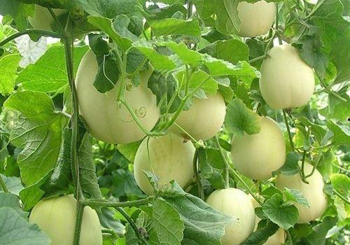 野田瓜怎么吃最好吃视频,视频教你如何吃出最佳口感