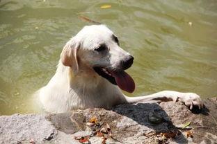 吃哈密瓜的狗视频,萌态可掬瞬间走红网络