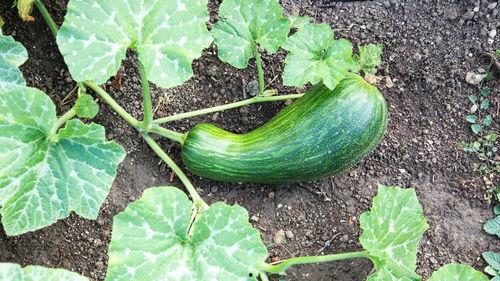 吃瓠瓜好放屁吗视频播放,吃瓠瓜真的会导致放屁吗？视频播放揭示惊人真相