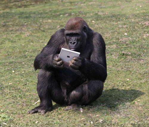 主播吃瓜变成大猩猩视频,视频走红网络