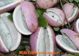 小赵吃八月瓜视频大全,小赵带你品尝视频大全