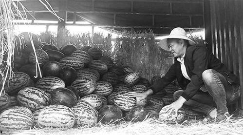 泗阳吃瓜群众事件视频,一场网络舆论的风暴与反思