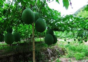 吊瓜芽怎么吃最好呢视频,视频教你最佳烹饪方法
