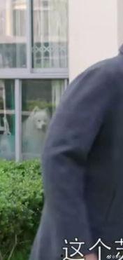 韩剧吃瓜现场视频播放下载