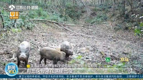 迪士尼在逃野猪吃瓜视频,萌态十足引游客围观