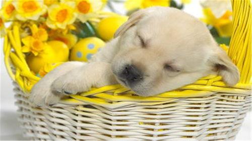 狗可以吃白玉瓜嘛视频