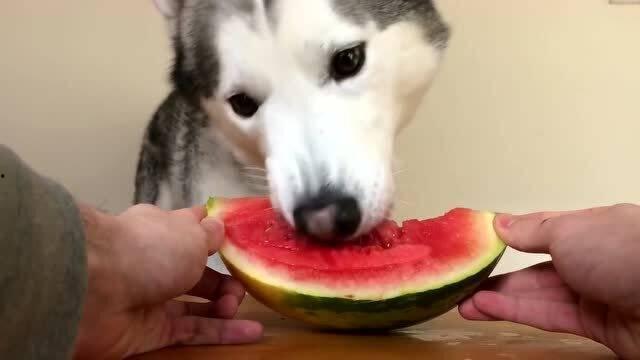 吃口瓜的哈士奇视频播放,萌宠欢乐时光