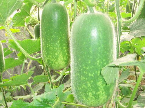 兰陵吃瓜新闻视频大全,盘点热门视频，揭秘幕后真相