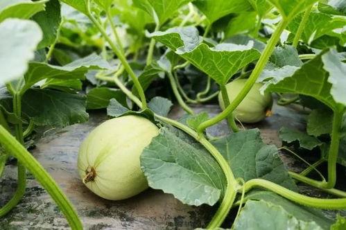 吃蜜瓜女孩搞笑视频,甜蜜瞬间，笑料连连