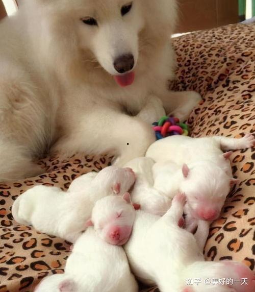 母狗吃山瓜吗好吗视频讲解,营养与安全的视频解析