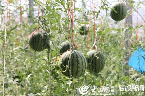 山工园吃瓜视频完整版,揭秘校园生活幕后趣事