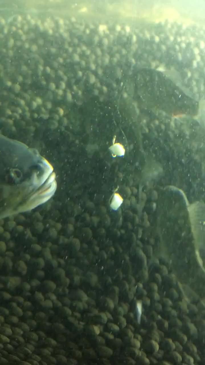 海里的吃瓜视频,揭秘海中“吃瓜”现象