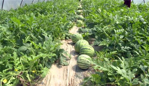 灵石吃瓜最新事件视频