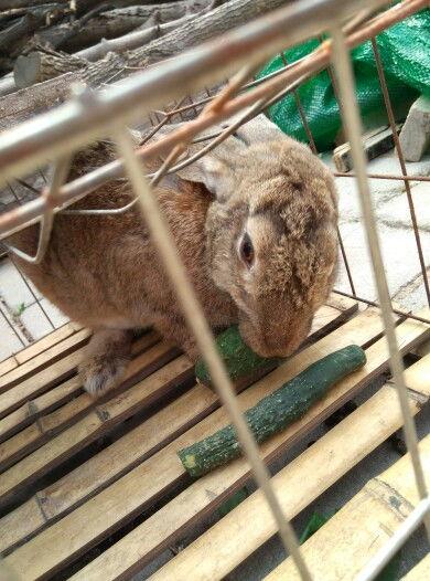 小兔子吃长沙瓜视频大全,萌趣互动，瓜果飘香