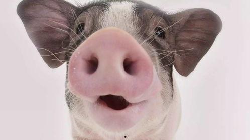 猪可以吃茄瓜吗视频教程,营养与安全的完美结合