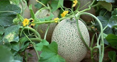 曾婉之吃哈密瓜视频大眼睛,大眼睛捕捉甜蜜瞬间