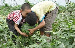 礼县吃瓜网红事件真相视频,真相视频曝光背后的真相