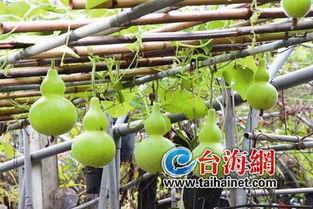 一口吃葫芦瓜视频,挑战极限的味蕾冒险