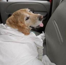 吃瓜狗车祸视频大全,还原事故现场