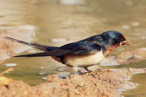 小燕子的吃瓜说法视频下载,揭秘娱乐圈幕后故事