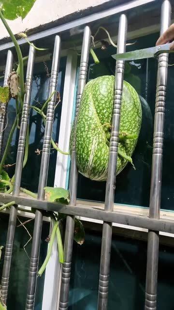 爬窗户掉下去视频吃瓜