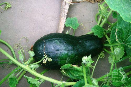 桑植吃瓜所有视频大全,趣味视频大盘点，笑料连连尽在其中