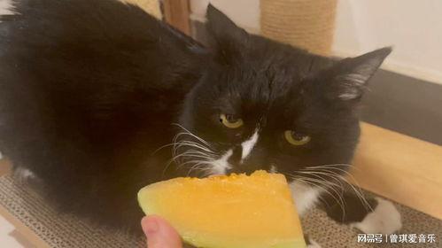 猫爷吃哈密瓜视频在线观看,萌态十足，在线观看必笑