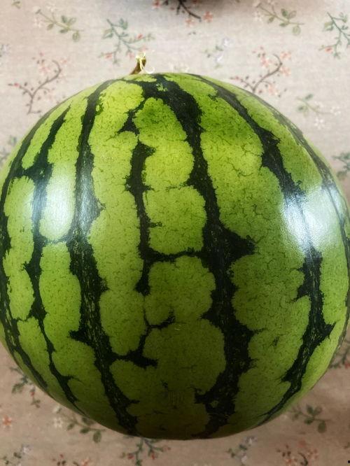 现场表演吃瓜视频大全下载,一网打尽年度热门瞬间