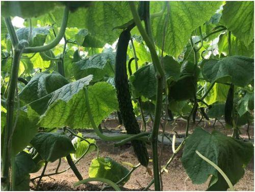 吃绿瓤瓜视频,视频带你领略清新口感与营养魅力