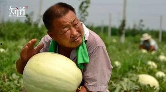 河北威县吃瓜事件视频播放,视频曝光引发社会关注