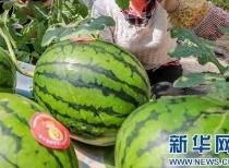 瓮安最新吃瓜消息今天视频,视频揭秘惊人真相！