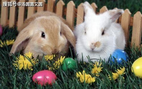 兔子吃福寿瓜吗好吗视频