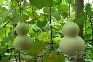 葫芦瓜敢吃吗有毒吗视频,敢吃吗？揭秘其潜在毒性